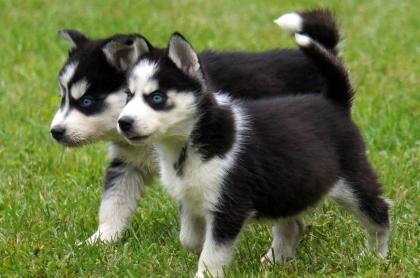 Siberian Husky Welpen zu verkaufen