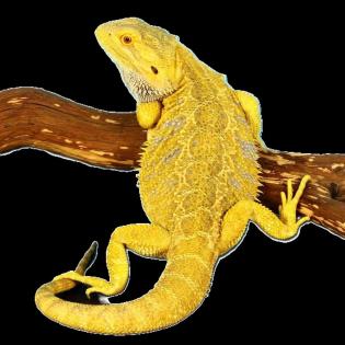 Suche intensiv gelbe Farb-Bartagamen z:B. Citrus, Citrus Hypo Leatherback, etc.