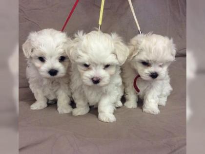 Unsere Malteser Babys