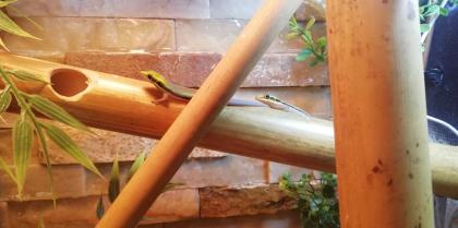 Suche 1-2 Phelsuma Klemmeri Weibchen