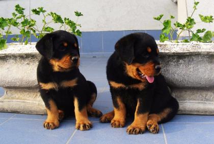 12 wochen alt rottweiler welpen mit lieferungmöglichkeit