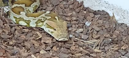 Heller Tigerpython (python molurus molurus (pimbura)