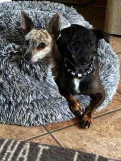 Chihuahua-Zwergpinscher Mischlings Welpen