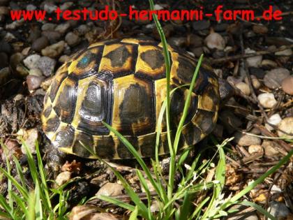 Landschildkröten aus Italien Testudo hermanni hermanni Nachzuchten