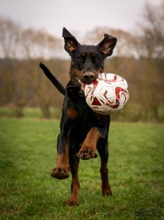 Hundeshooting Hundefotografie Hund&Mensch