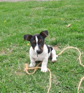 Jack Russel Welpen zuverkaufen
