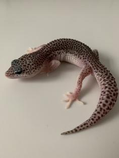 1.0 Mack super Snow Het Diablo Blanco Leopardgecko Männchen Enz 23 abzugeben Übe
