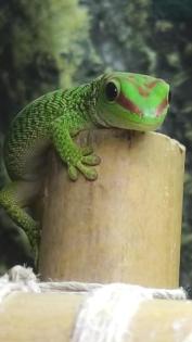 Phelsuma grandis Madagaskar Taggecko 0.0.4