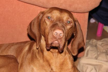 Deckrüde Aaron-Magyar Vizsla