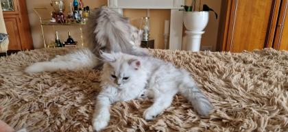 Perser Baby´s mit richtige Nase