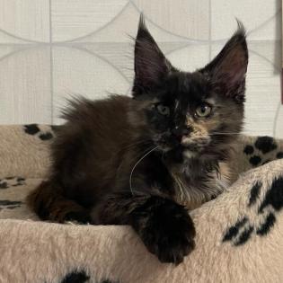 Ein ideales Kätzchen für die ganze Familie, MAINE COON KITTEN mit Stammbaum