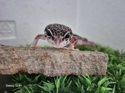 Leopardgecko MssBn Eclipse aus 2024