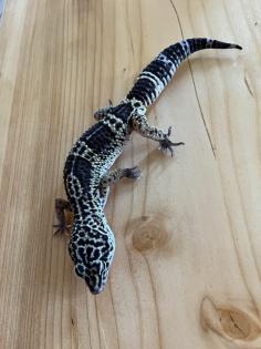 Leopardgecko, 1.0 Black Night