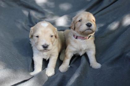 Goldendoodle MINI F1