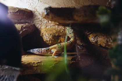 Terrarium mit 3 Leopardgeckos (weibl. 0.1)