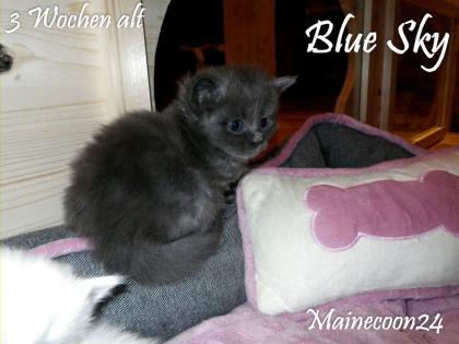 Maine Coon Kitten - Kater in Blue - sucht liebevolles Zuhause 