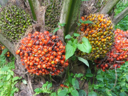 Zu verkaufen rohes und raffiniertes Palmöl, Sonnenblumenöl
