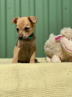 DER GOLDIGE KLEINE ANSHU, 2 MONATE, MISCHLING SUCHT EIN LIEBEVOLLES ZUHAUSE