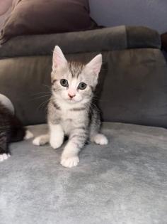 Bkh kitten  abgabe  bereit