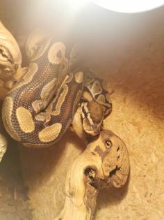 Königspython (Python regius)