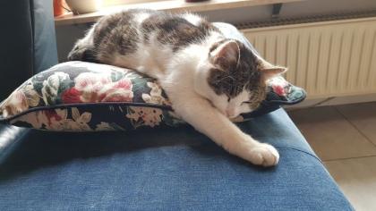 Katze sucht neues Zuhause