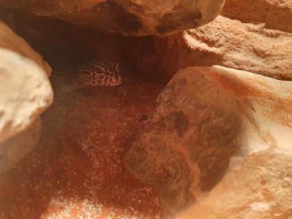 Leopardgecko 