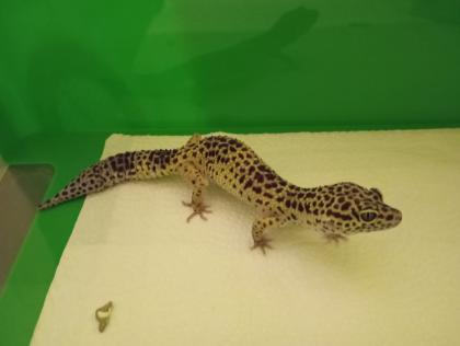 Terrarium,+zwei Leopardgeckos