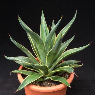 Agave winterhart, Yucca winterhart, Palme winterhart