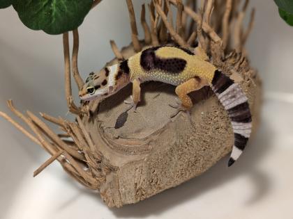 Leopardgecko aus Rostock 24.11.2024