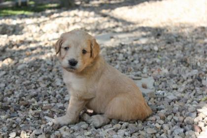 Goldendoodle MINI F1