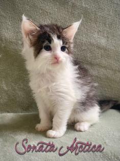 Traumhafte Maine Coon Babys mit Stammbaum