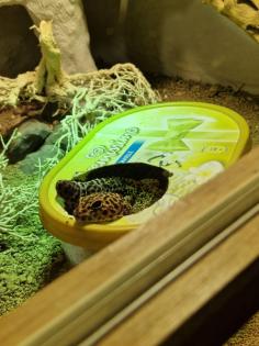 3 Leopardgeckos inkl Terrarium