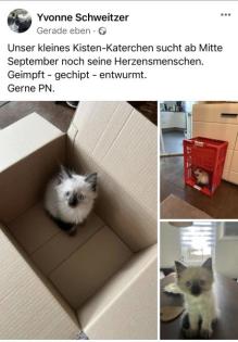 Ragdoll-Mix-Katerchen sucht noch seine Herzensmenschen