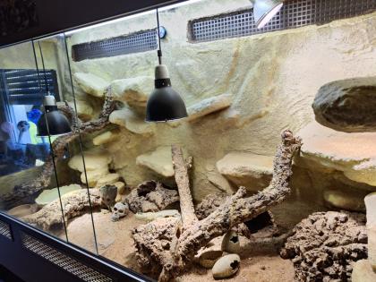 Bartagame (m) mit großem Terrarium, Quarantäneterrarium inkl. Beleuchtung und vi