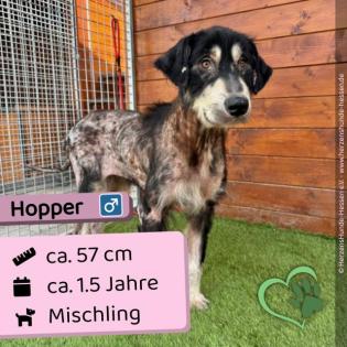 Hopper (m), Mischling, 1,5 Jahre, 57 cm, Slowakei