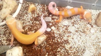 Leopardgeckos (verschiedene Farbformen)