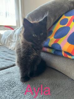 Reinrassige Maine Coon kitten