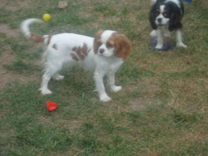 Wunderschönes Cavalier-King-Charles-Spaniel-Mädchen, 3 Jahre, Farbe: blenheim 