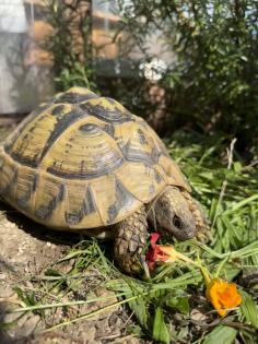 Griechische Landschildkröten THB suchen ein neues Zuhause