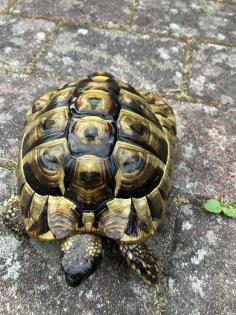 Griechische Landschildkröte männlich, geb. 2024