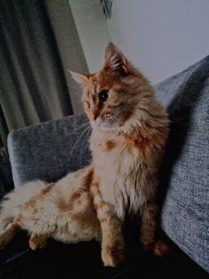 Mainecoon Creme kastriert