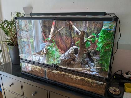 Australische Zwergpython incl. Terrarium, LED Beleuchtung und Hitzestein