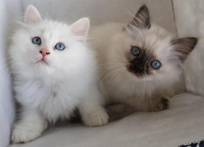 Bkh Blh Kitten Mädchen abzugeben 
