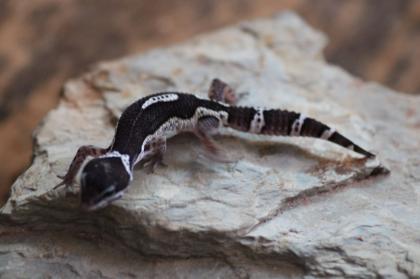 Leopardgecko Weibchen Black Night mack snow