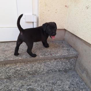 Patterdale Terrier Welpen 8 Wochen alt