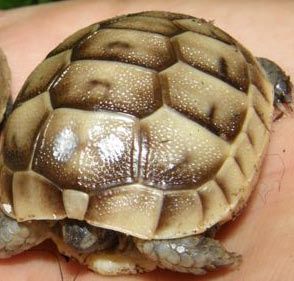 Schildkröte, Maurische Landschildkröte, Testudo graeca ibera