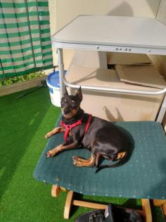 Zwergpinscher 