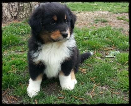 Bildhübscher Australian Shepherd Welpe mit ASCA-Papiere suchen liebevolles Zuhau