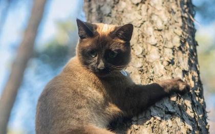 Junge Thaikatze abzugeben