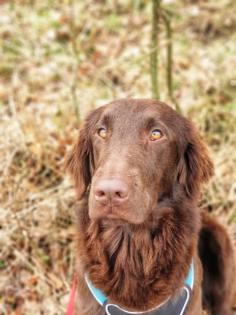 Wurfplanung Flat Coated Retriever im Herbst 2024